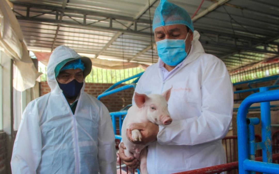 Detectan en “El Ceibo”, productos infectados de peste porcina.