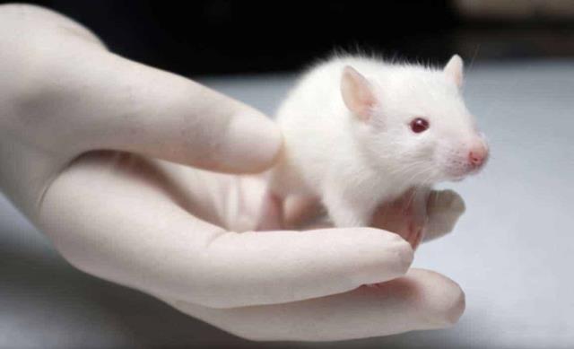 Ensayo en ratones sugiere que el cannabidiol evita replicación del SARS-CoV-2