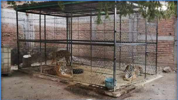 Mueren tres tigres de Bengala asegurados en Guerrero tras ser abandonados
