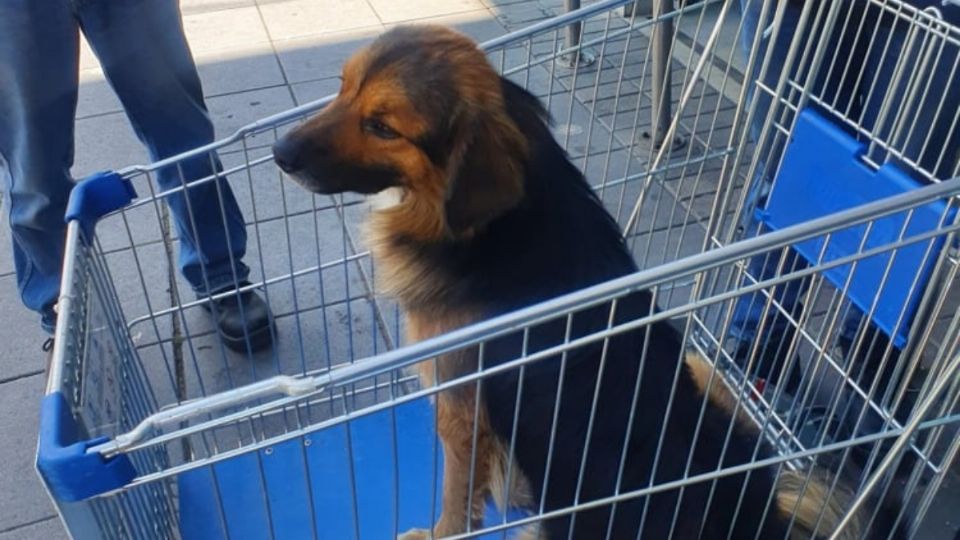 Perrito es abandonado en un carro de supermercado; esperó a que volvieran sus dueños