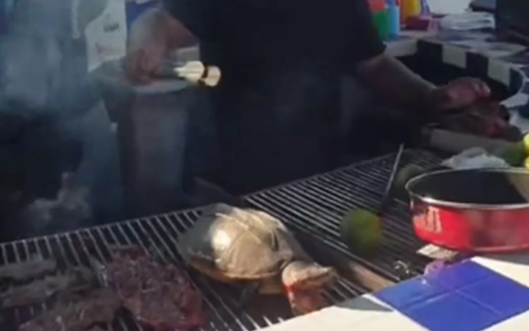 Se viraliza video donde cocinan una tortuga viva en Tabasco (VIDEO)