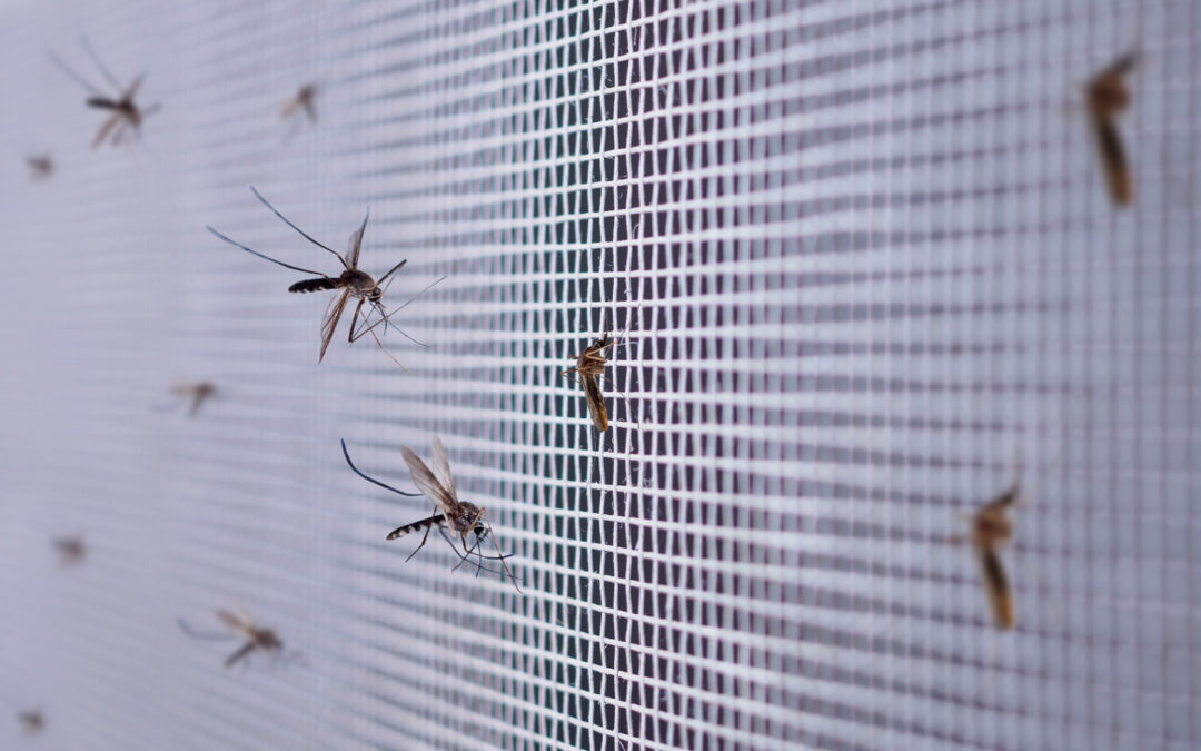 5 plantas que debes de tener en casa para ahuyentar a los mosquitos.