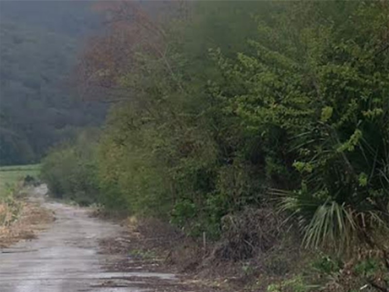 Aparecen siete cadáveres en carretera de San Luis Potosí.