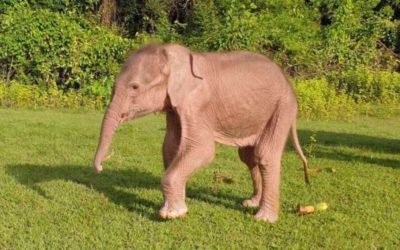Nace raro ejemplar de elefante blanco en Birmania.