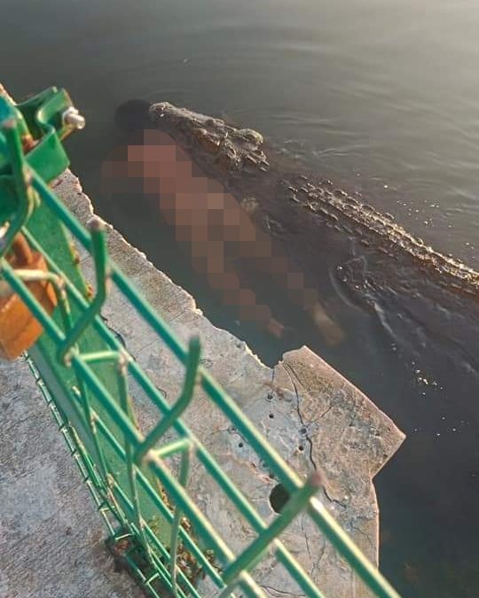 Muere hombre al ser atacado por un cocodrilo en laguna de Tampico
