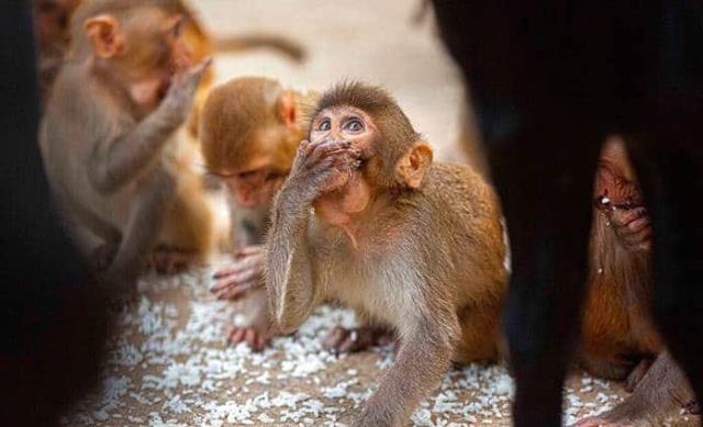 Un estudio sugiere que los monos podrían usar piedras como juguetes sexuales