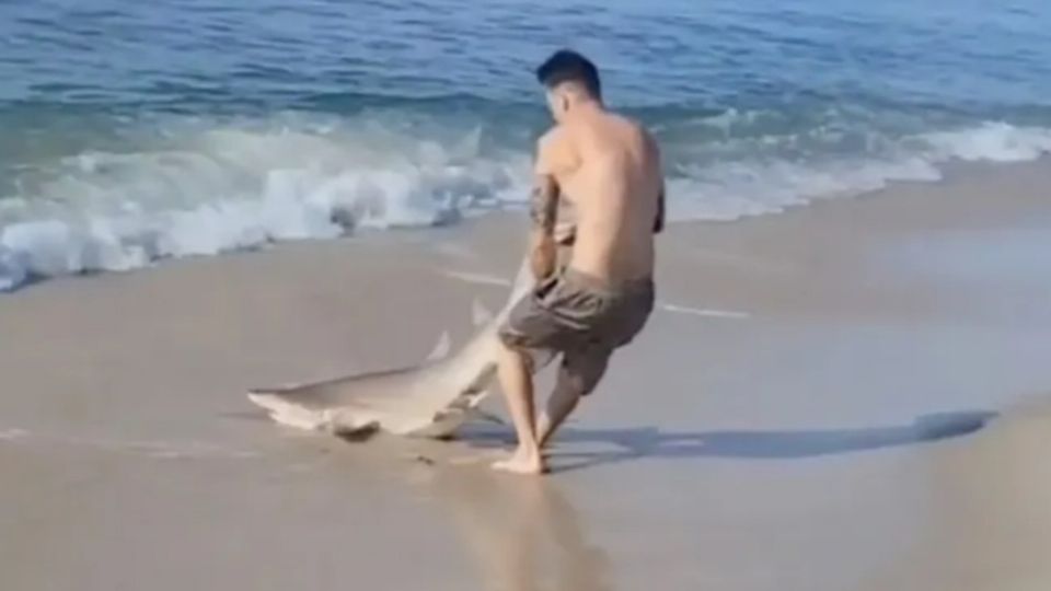 El escalofriante momento en que un hombre “pelea” contra un tiburón en la playa