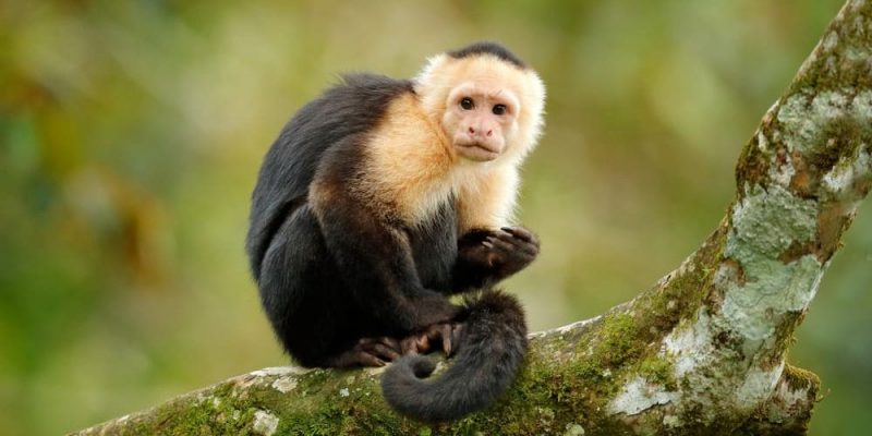 Llaman al 911 desde un zoológico y un mono es el principal sospechoso.