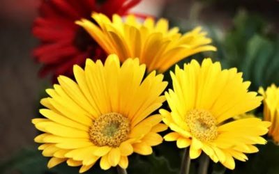 ¿Por qué se regalan flores amarillas este 21 de septiembre?
