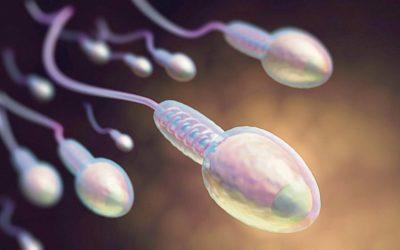 La calidad del esperma humano ha bajado a la mitad en el último medio siglo