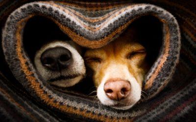 Perros: 4 trucos para cuidar su salud en esta época de frío