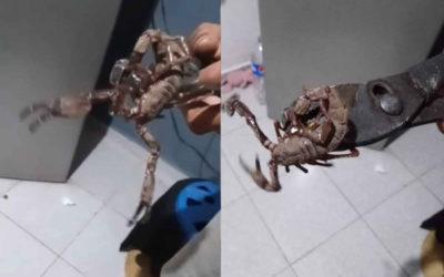 Alacranes gigantes aterrorizan Ciudad Caucel en Yucatán.