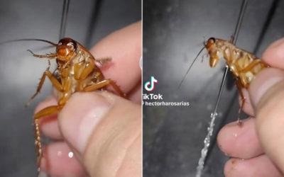  Por bañar a cucaracha mexicano se hace viral en TikTok; acusan maltrato animal.