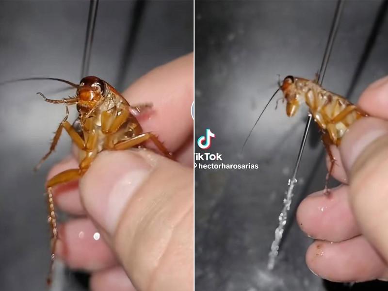  Por bañar a cucaracha mexicano se hace viral en TikTok; acusan maltrato animal.