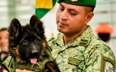 Arkadas!»: Sedena revela el nombre del perrito rescatista donado por Turquía.