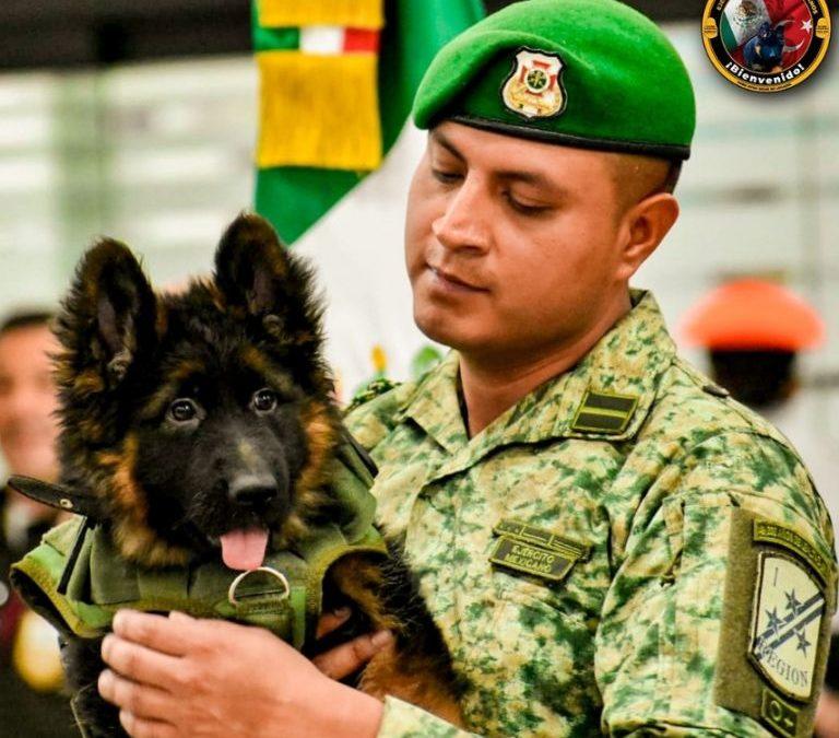 Arkadas!»: Sedena revela el nombre del perrito rescatista donado por Turquía.