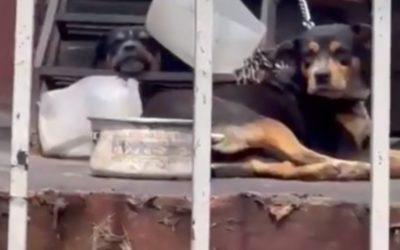 Te hará llorar: el fuerte video de perritos abandonados y encadenados por un párroco en la VC
