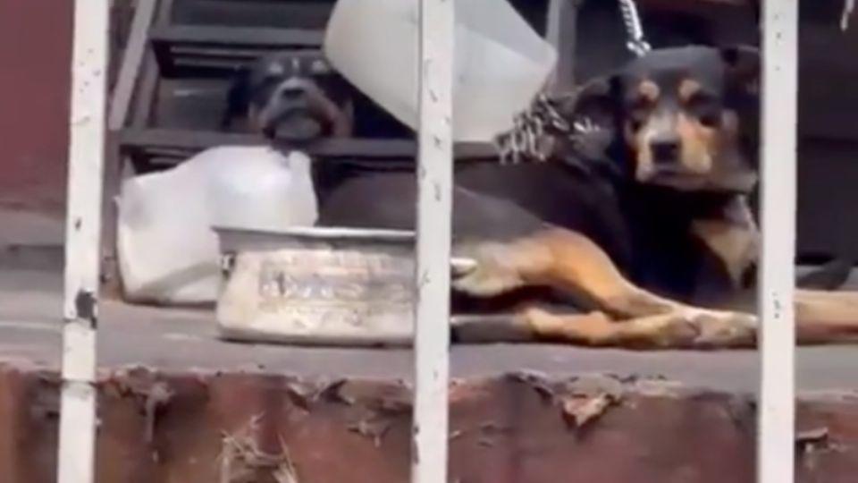 Te hará llorar: el fuerte video de perritos abandonados y encadenados por un párroco en la VC