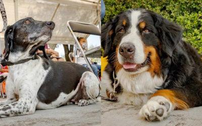 En puebla  perritas ayudan a tratamientos psicológicos.